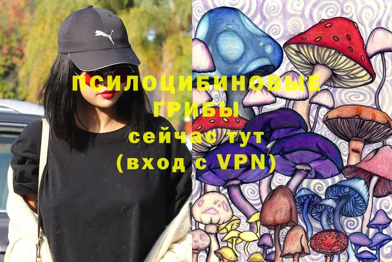 Галлюциногенные грибы Psilocybine cubensis  kraken tor  Гурьевск  как найти закладки 